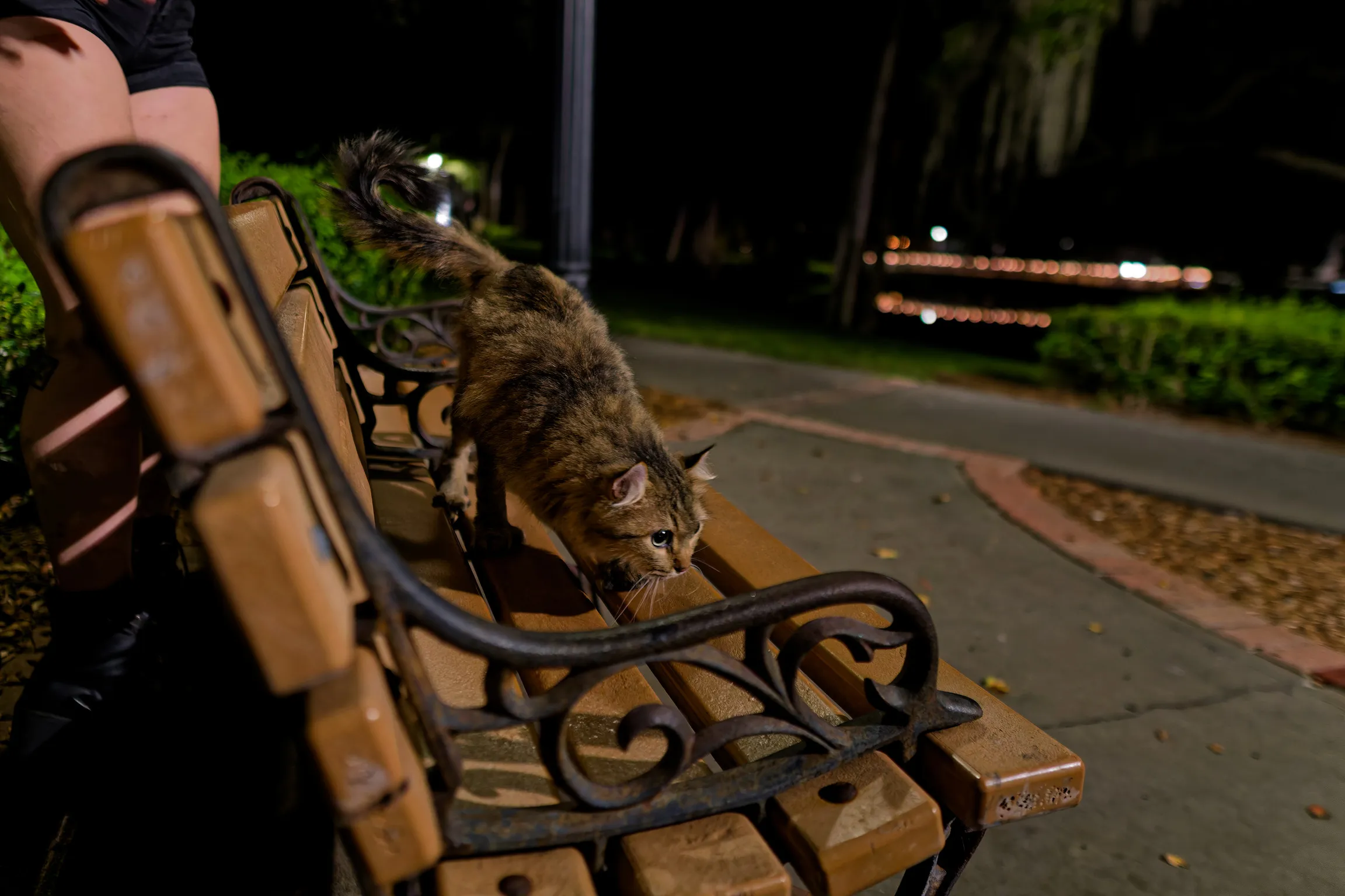 A long-haired tabby cat climbing onto a park bench at night