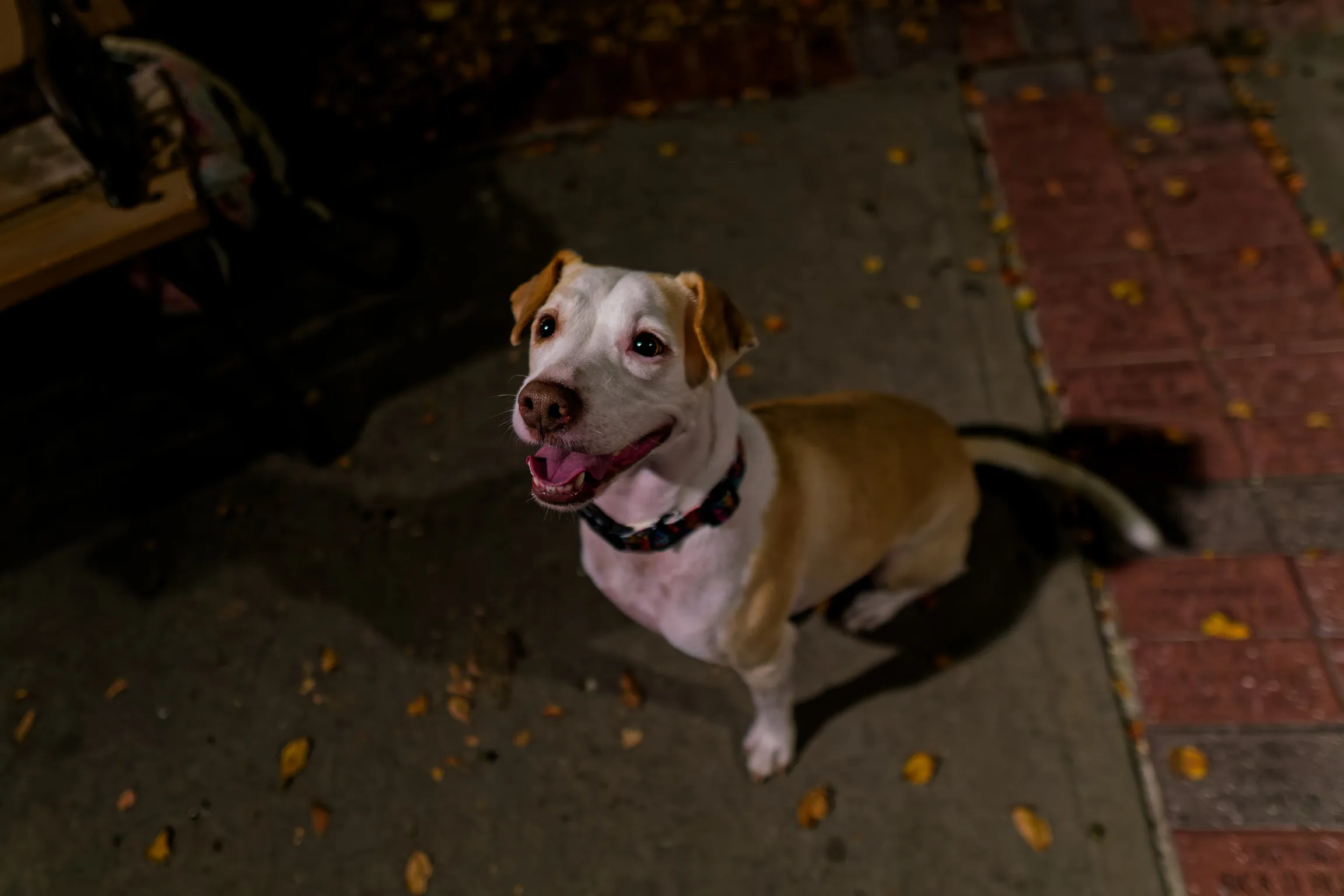 A white and tan dog sitting on a brick path at night, tongue out, looking up